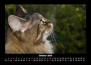 Für Katzenfreunde Fotokalender 2026 - 10