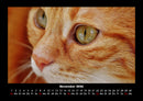 Für Katzenfreunde Fotokalender 2026 - 11