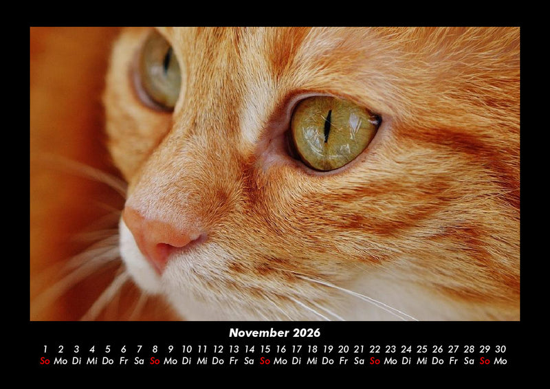 Für Katzenfreunde Fotokalender 2026 - 11