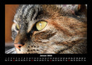 Für Katzenfreunde Fotokalender 2026 - 1