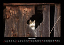 Für Katzenfreunde Fotokalender 2026 - 3