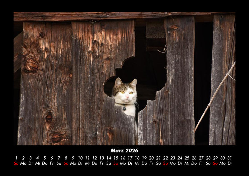 Für Katzenfreunde Fotokalender 2026 - 3