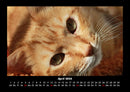 Für Katzenfreunde Fotokalender 2026 - 4