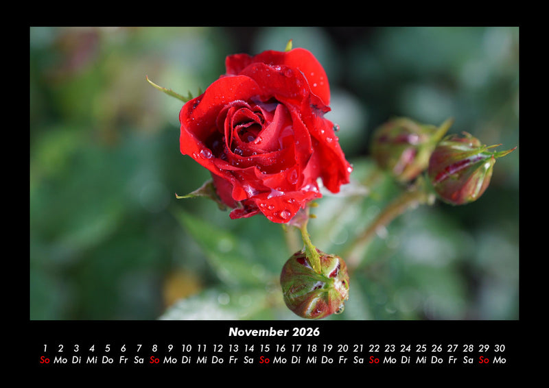 Rosentraum Fotokalender 2026 - 11