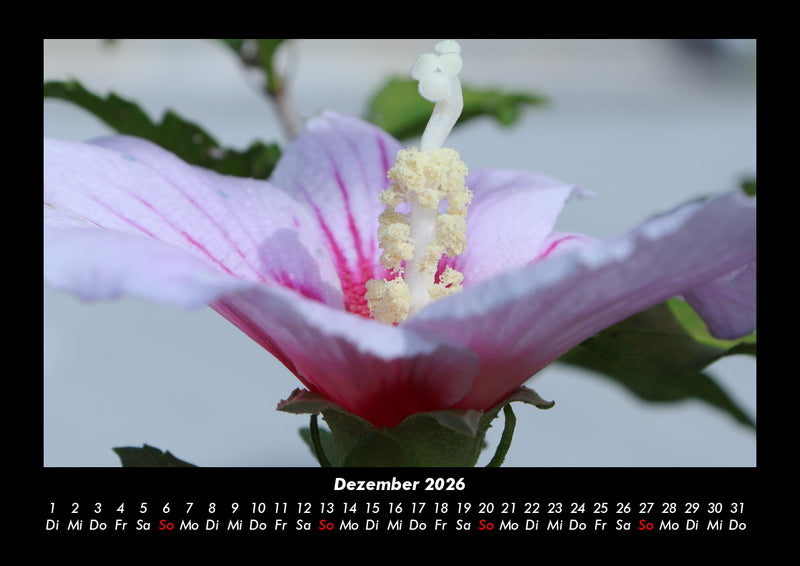 Rosentraum Fotokalender 2026 - 12