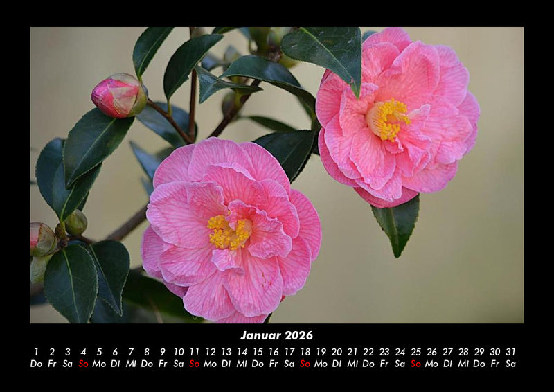 Rosentraum Fotokalender 2026 - 1