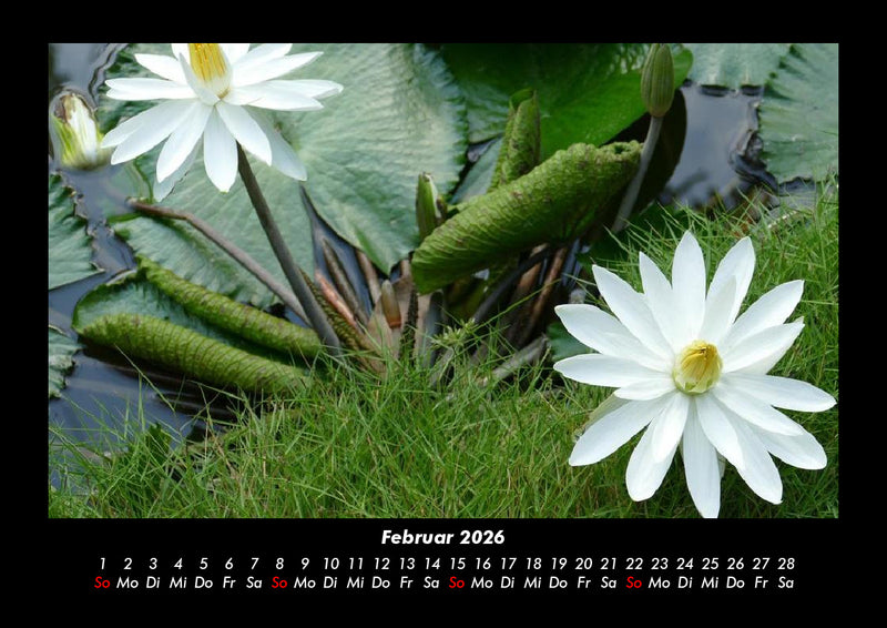 Rosentraum Fotokalender 2026 - 2