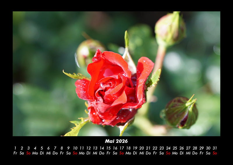 Rosentraum Fotokalender 2026 - 5