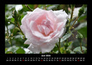 Rosentraum Fotokalender 2026 - 6
