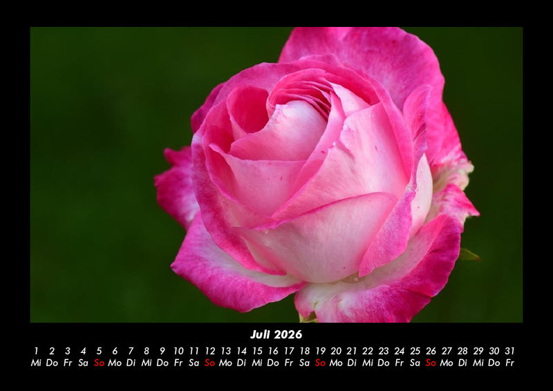 Rosentraum Fotokalender 2026 - 7