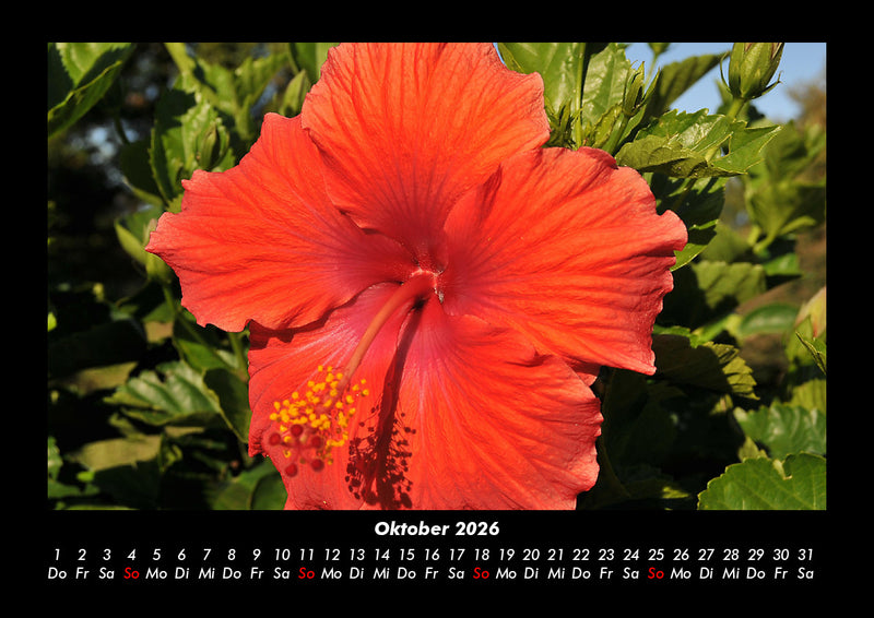 Blumenträume Fotokalender 2026 - 10
