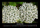 Blumenträume Fotokalender 2026 - 11