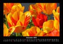 Blumenträume Fotokalender 2026 - 12