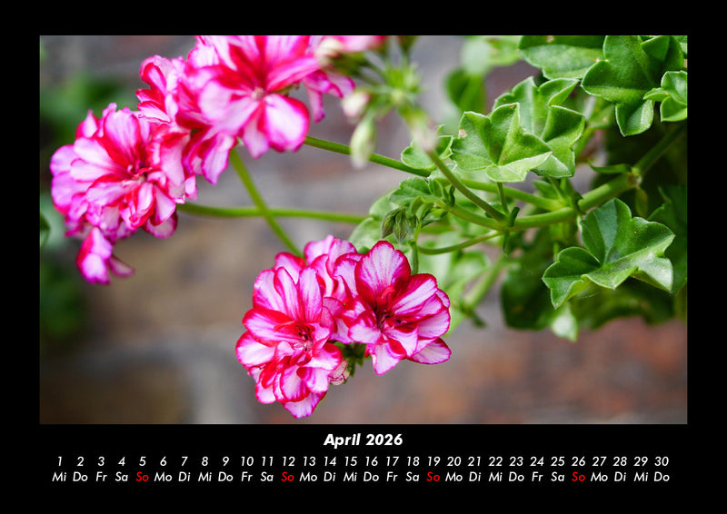 Blumenträume Fotokalender 2026 - 4