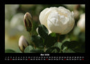 Blumenträume Fotokalender 2026 - 5