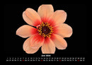 Blumenträume Fotokalender 2026 - 6