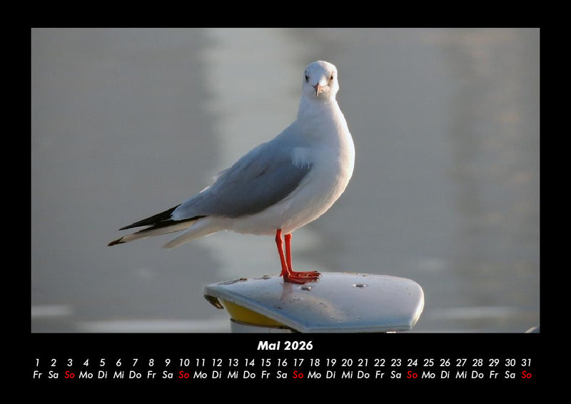 Vogelparadies Fotokalender 2026 - 5