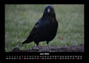Vogelparadies Fotokalender 2026 - 6