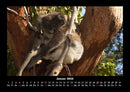 Koala Fotokalender 2026 - 1