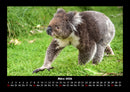 Koala Fotokalender 2026 - 3