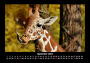 Giraffen Fotokalender 2026 - 9