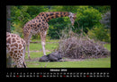 Giraffen Fotokalender 2026 - 10