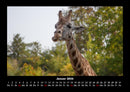 Giraffen Fotokalender 2026 - 1