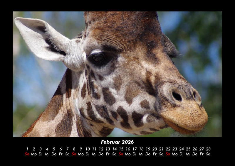Giraffen Fotokalender 2026 - 2