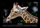 Giraffen Fotokalender 2026 - 4