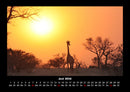 Giraffen Fotokalender 2026 - 6