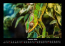 Welt der Tiere Fotokalender 2026 - 10