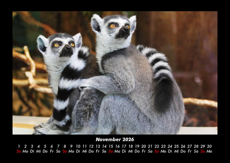 Welt der Tiere Fotokalender 2026 - 11