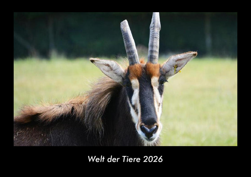 Welt der Tiere Fotokalender 2026 - Hauptbild