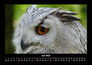 Welt der Tiere Fotokalender 2026 - 7