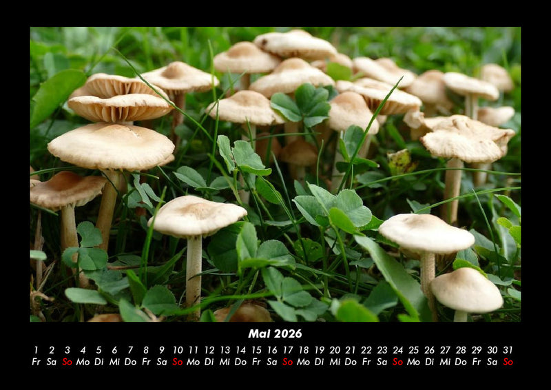 Natur Pur Fotokalender 2026 - 5