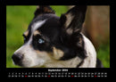 Welpen Fotokalender 2026 - 9