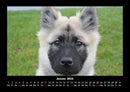Welpen Fotokalender 2026 - 1