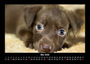 Welpen Fotokalender 2026 - 5