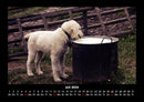 Welpen Fotokalender 2026 - 7