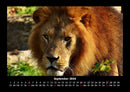 Löwen in der Wildnis Fotokalender 2026 - 9