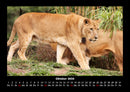 Löwen in der Wildnis Fotokalender 2026 - 10