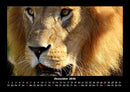 Löwen in der Wildnis Fotokalender 2026 - 12