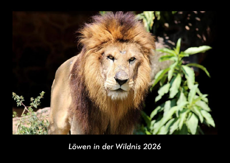 Löwen in der Wildnis Fotokalender 2026 - Hauptbild