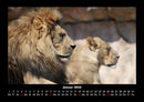 Löwen in der Wildnis Fotokalender 2026 - 1