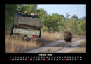 Löwen in der Wildnis Fotokalender 2026 - 2
