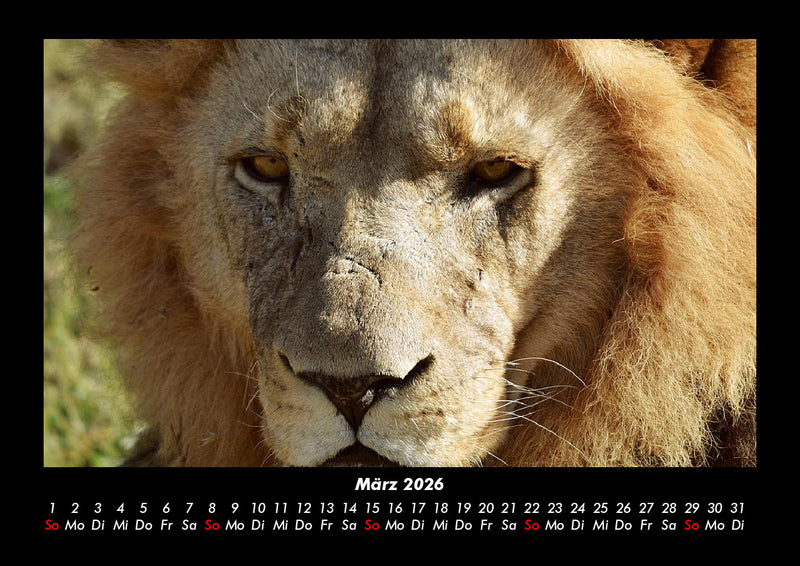 Löwen in der Wildnis Fotokalender 2026 - 3