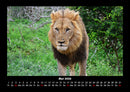 Löwen in der Wildnis Fotokalender 2026 - 5