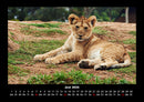 Löwen in der Wildnis Fotokalender 2026 - 6