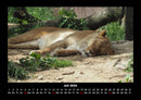 Löwen in der Wildnis Fotokalender 2026 - 7