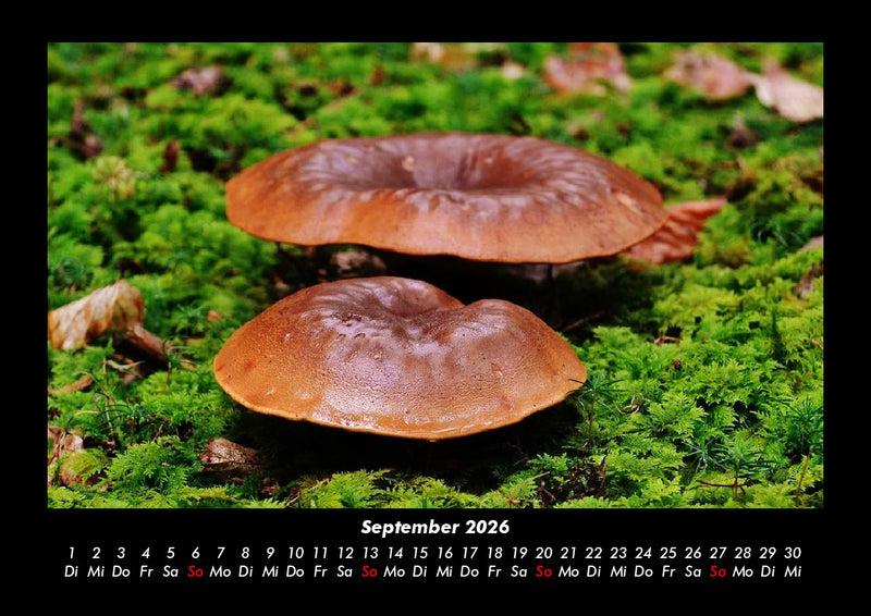 Waldzauber Fotokalender 2026 - 9